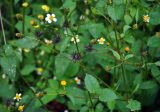 Bidens pilosa