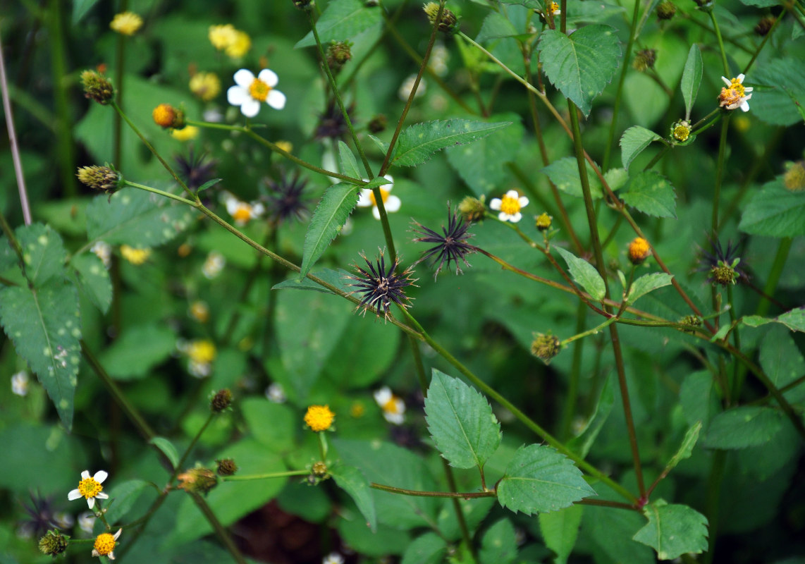 Image of Bidens pilosa specimen.
