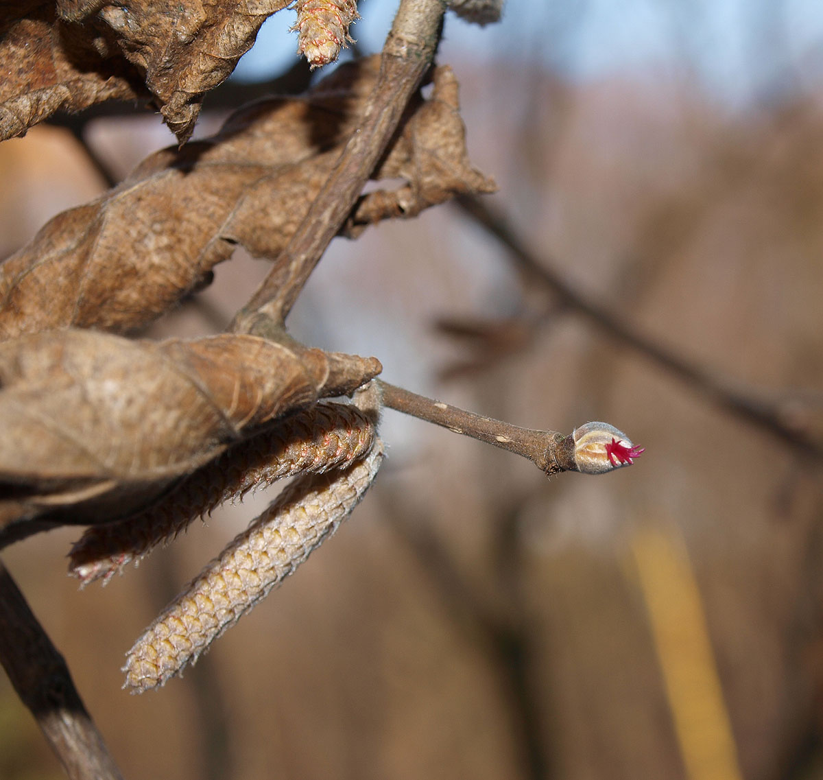 Изображение особи Corylus heterophylla.