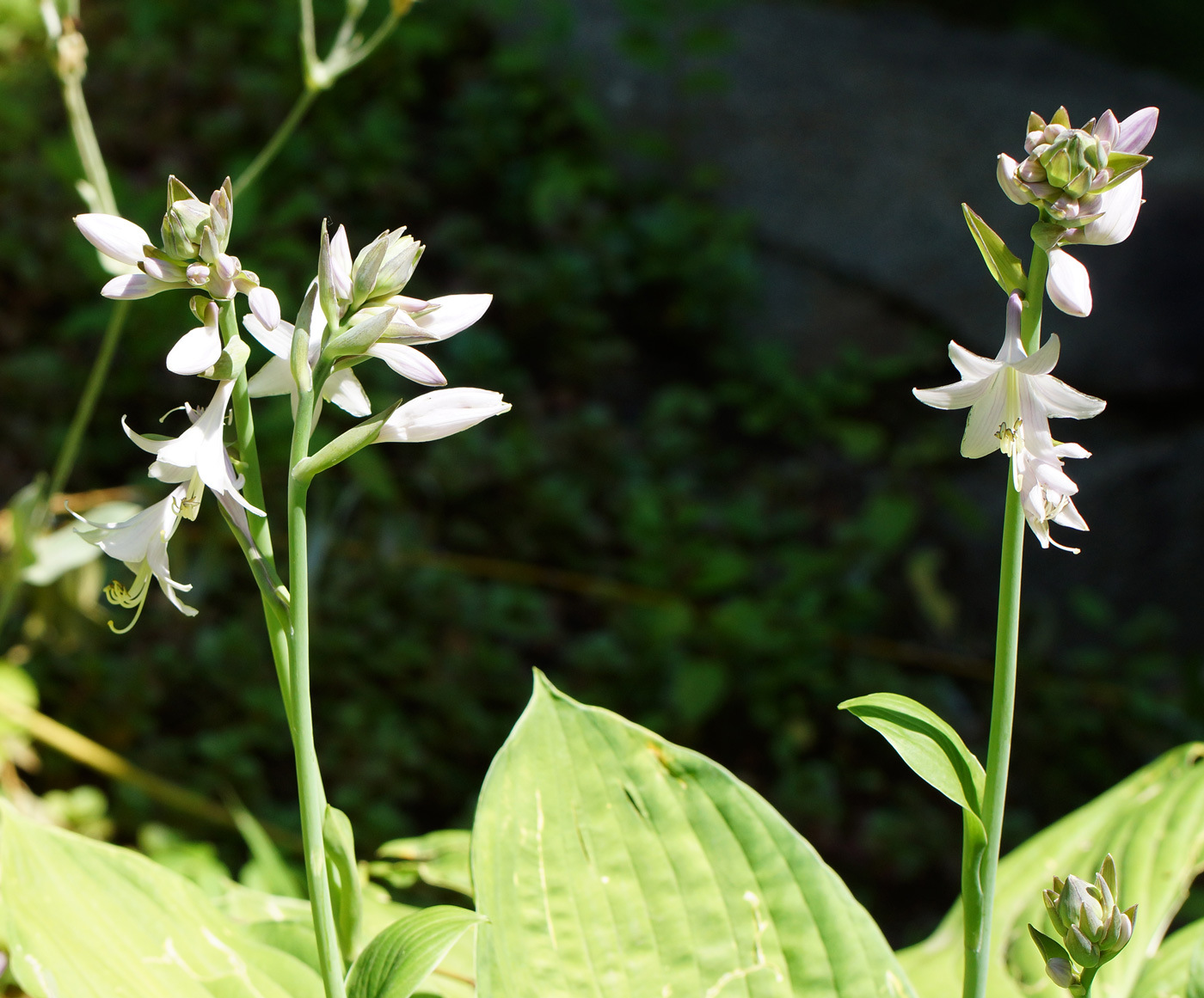 Изображение особи род Hosta.