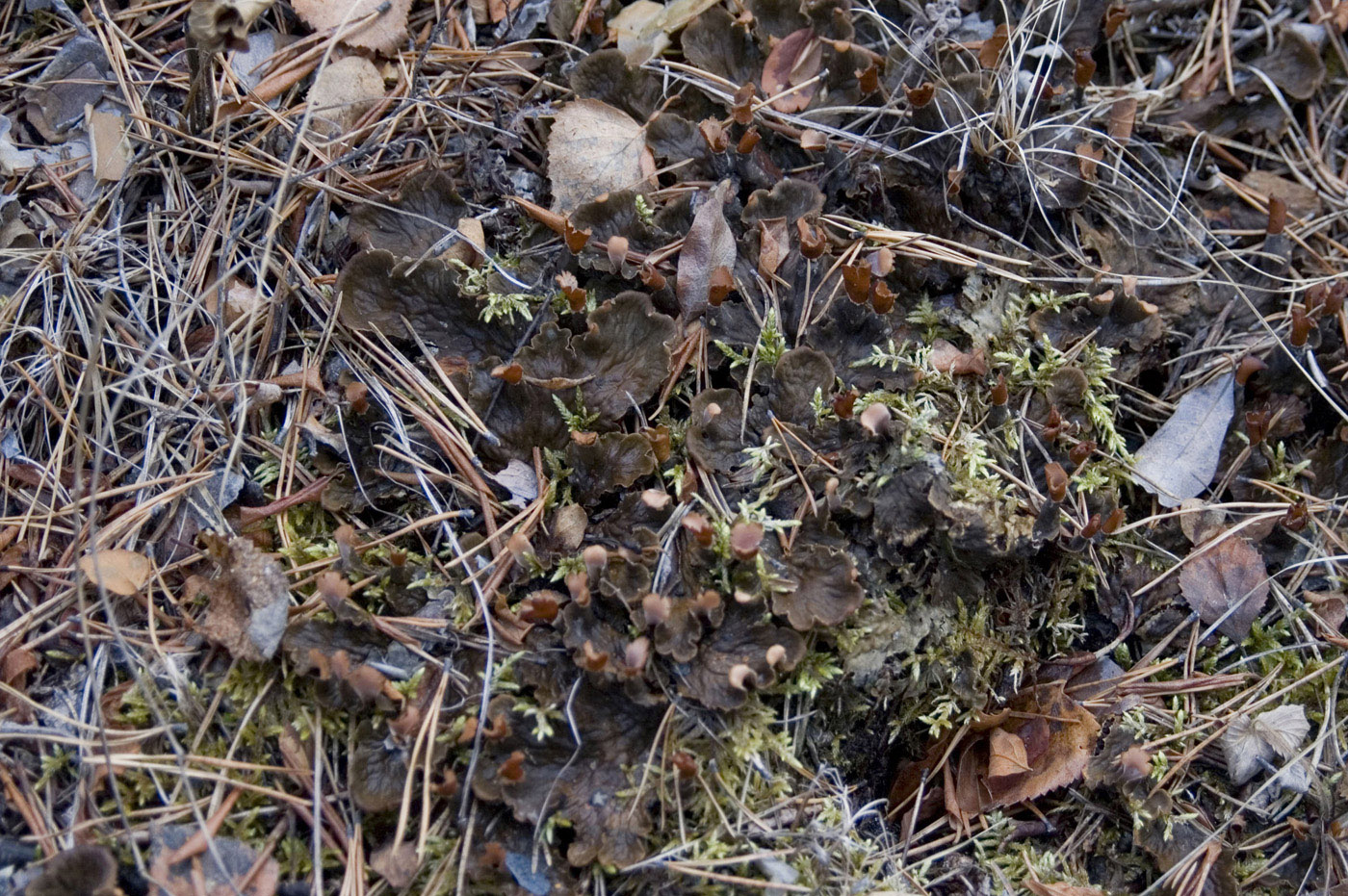 Image of genus Peltigera specimen.