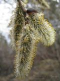 Salix caprea