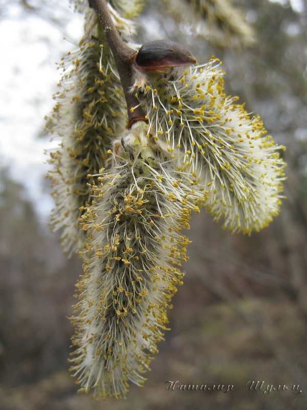 Изображение особи Salix caprea.