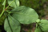 Lathyrus roseus