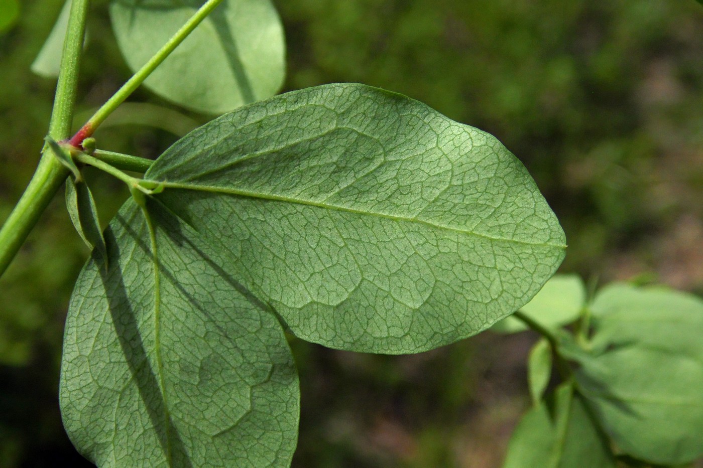 Изображение особи Lathyrus roseus.