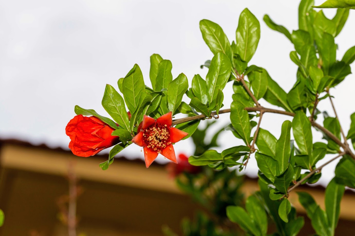 Image of Punica granatum specimen.