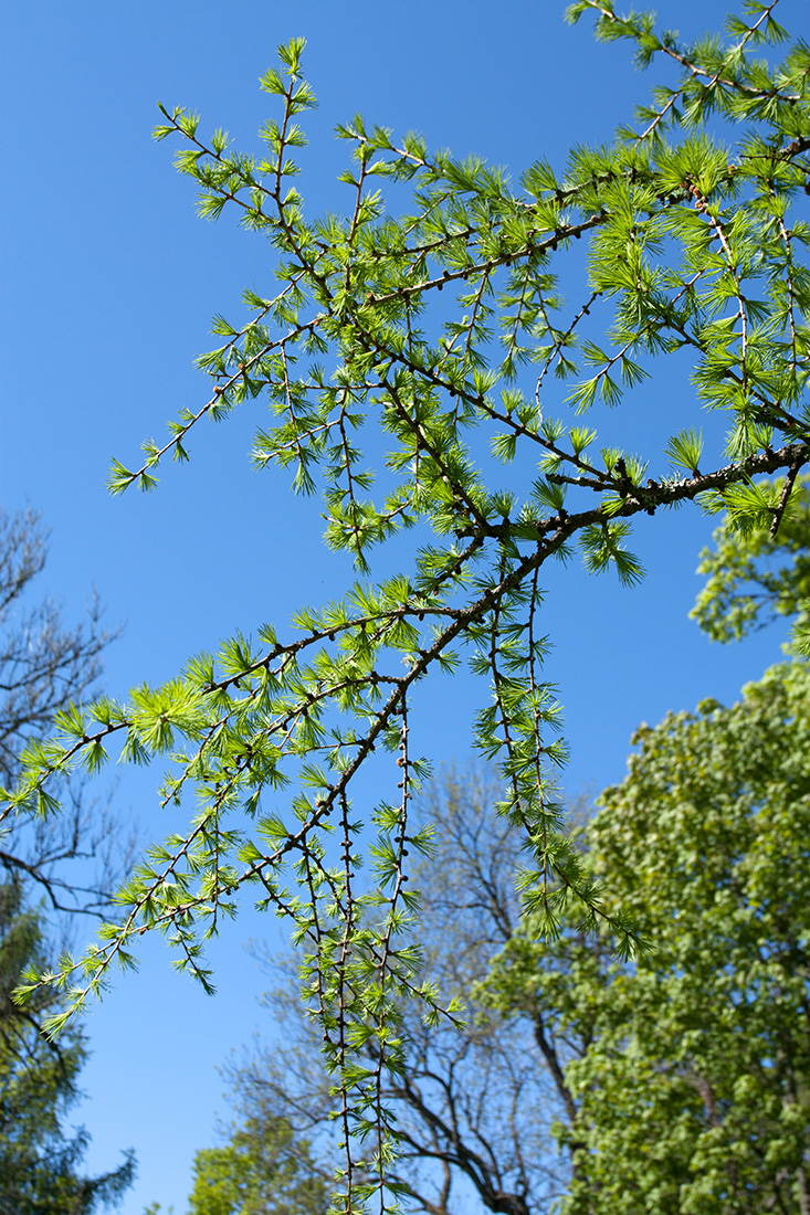 Image of Larix sukaczewii specimen.