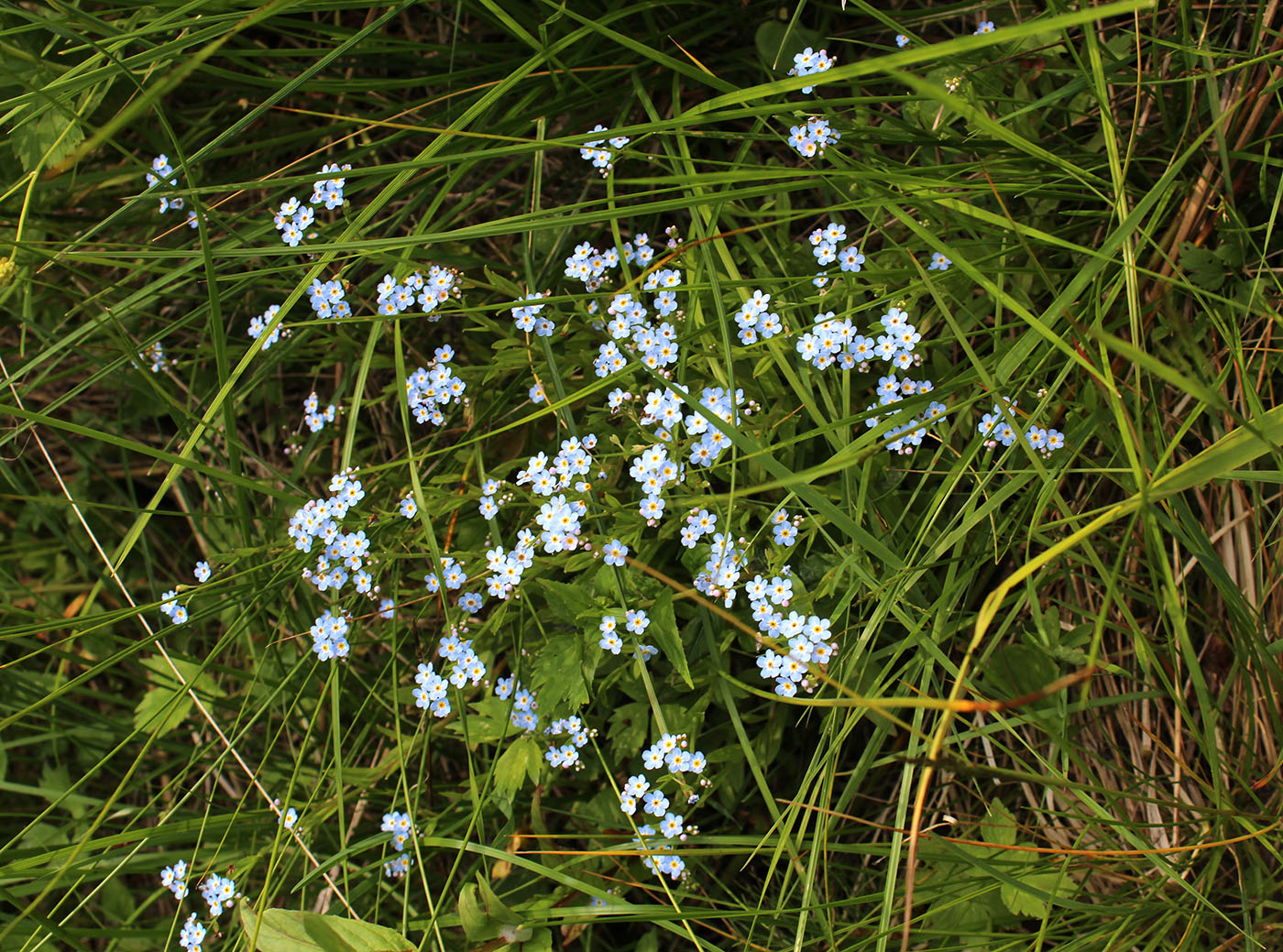 Изображение особи Myosotis cespitosa.