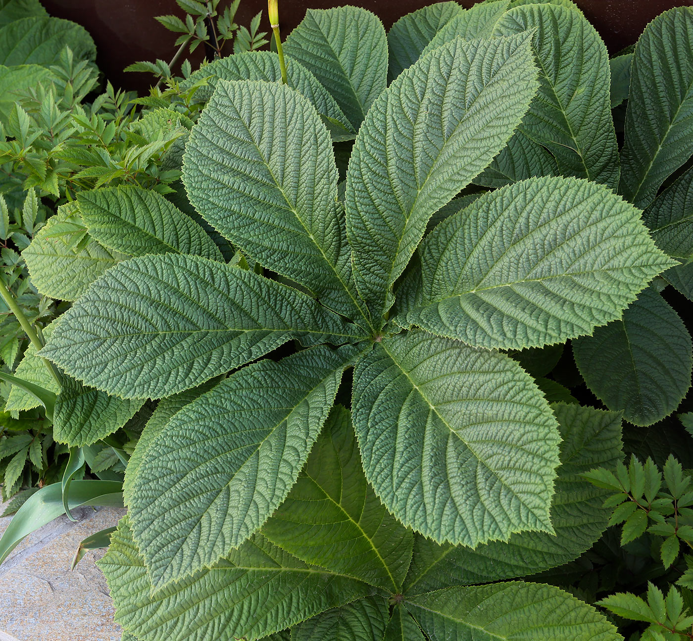 Изображение особи Rodgersia aesculifolia.