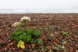 Heracleum dissectum