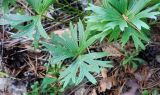 Pulsatilla patens