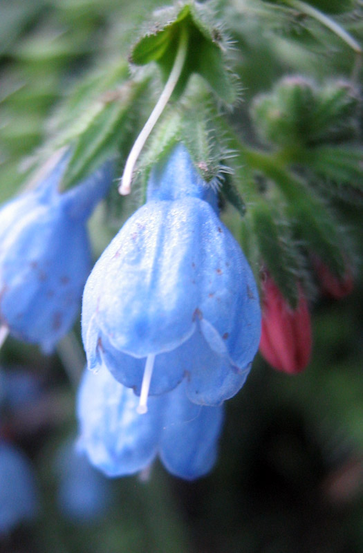 Image of Symphytum caucasicum specimen.