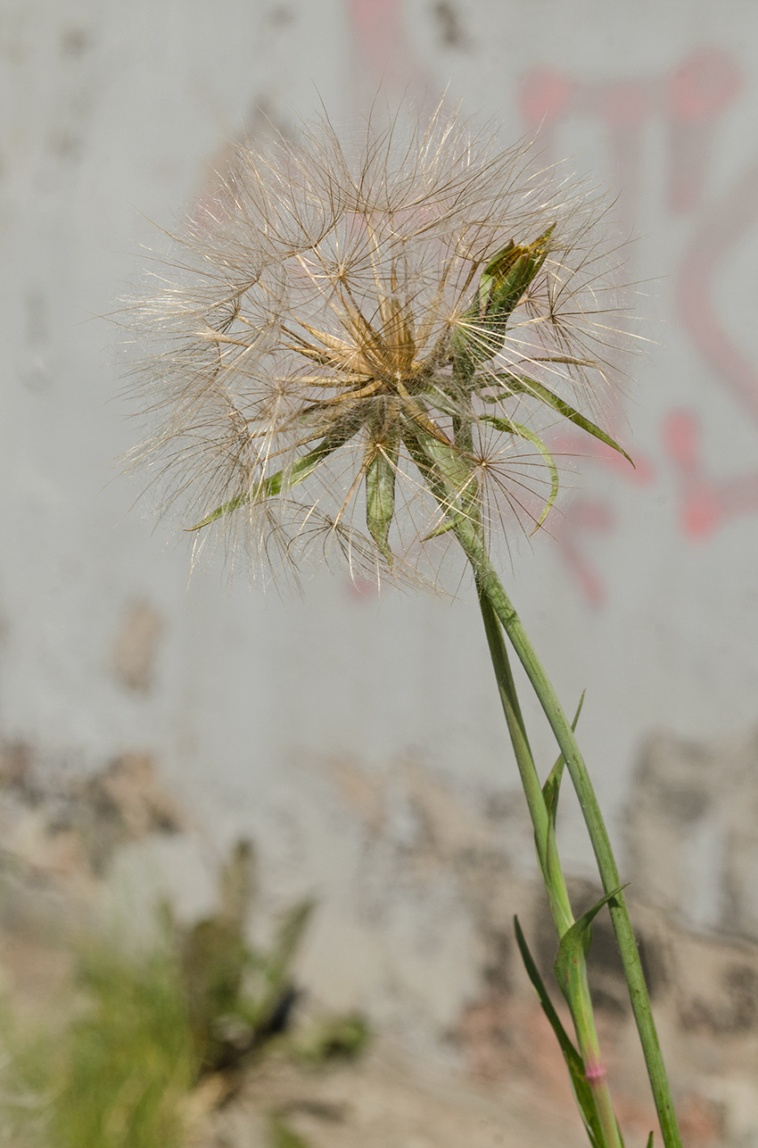 Изображение особи Tragopogon pratensis.