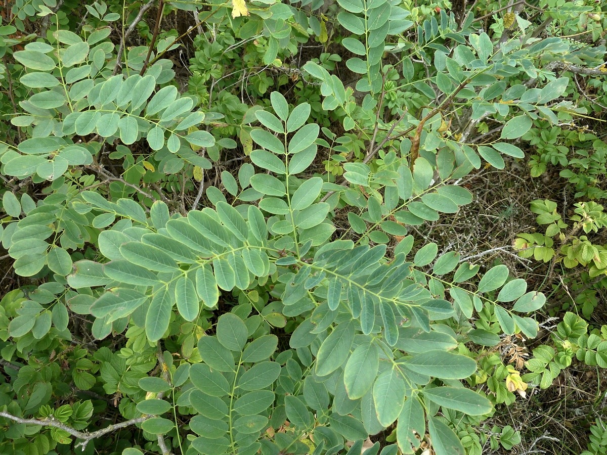 Изображение особи Robinia pseudoacacia.