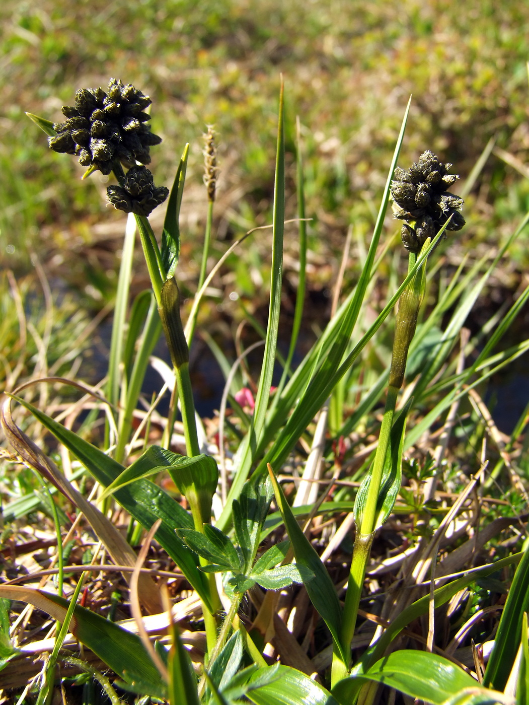 Изображение особи Scirpus maximowiczii.