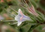 Echium biebersteinii