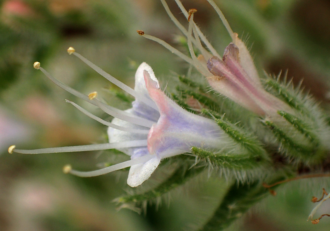 Изображение особи Echium biebersteinii.