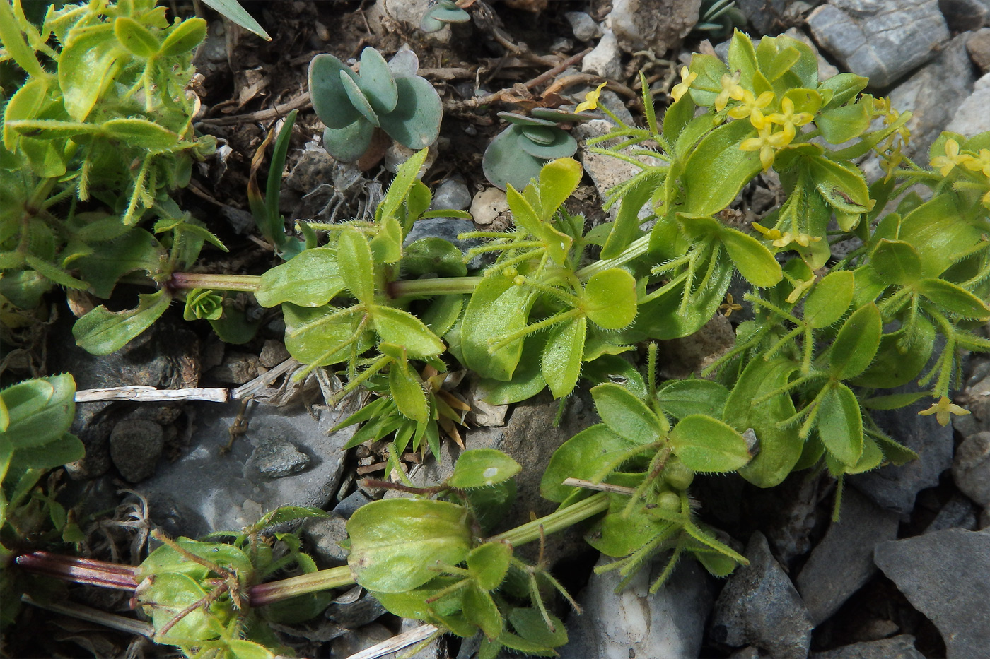 Image of Cruciata valentinae specimen.