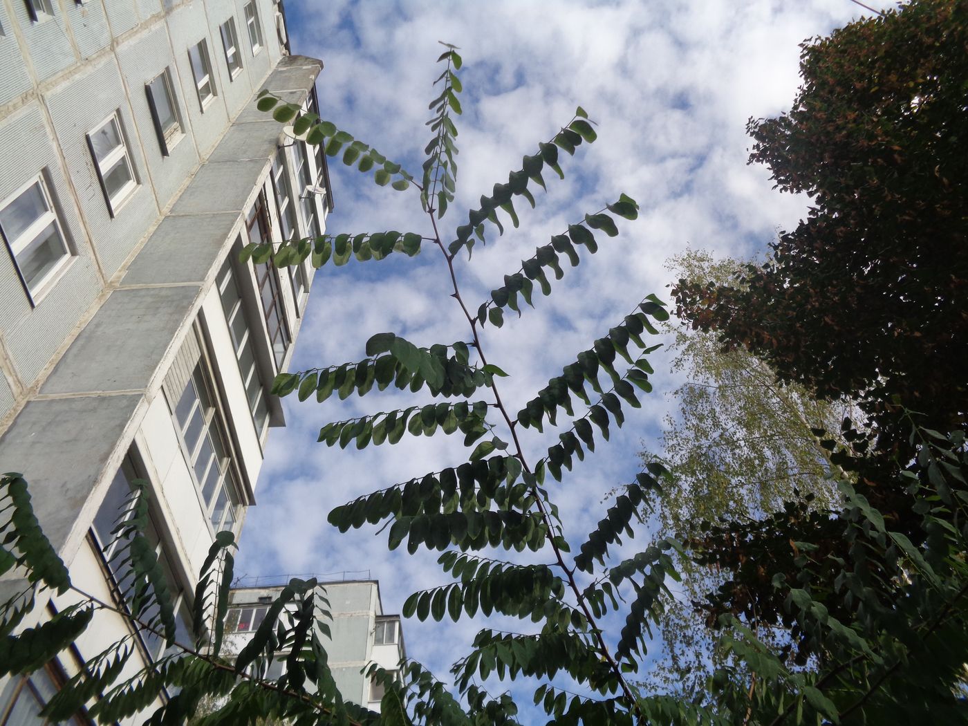 Image of Robinia pseudoacacia specimen.