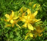 Hypericum perforatum