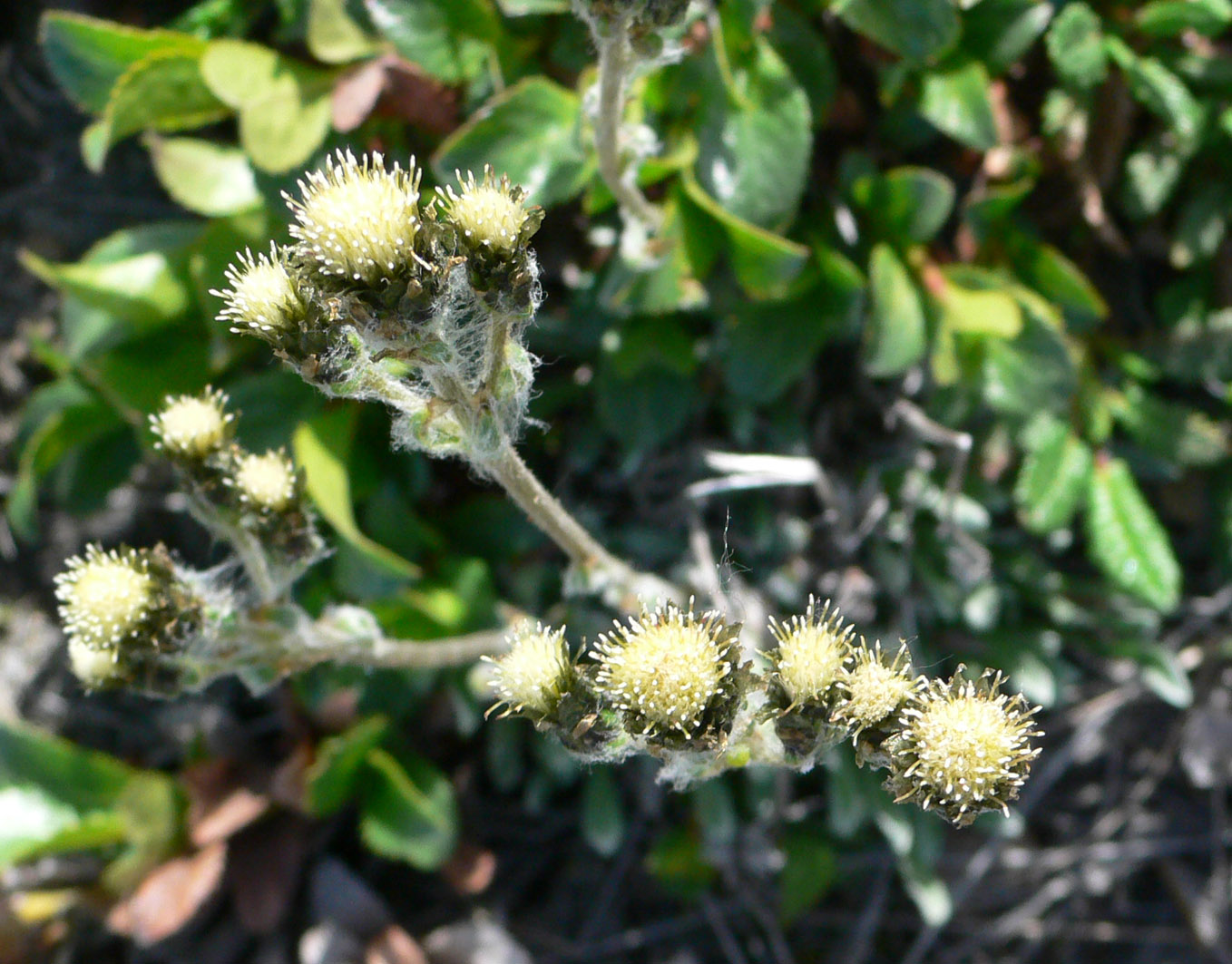 Image of genus Antennaria specimen.