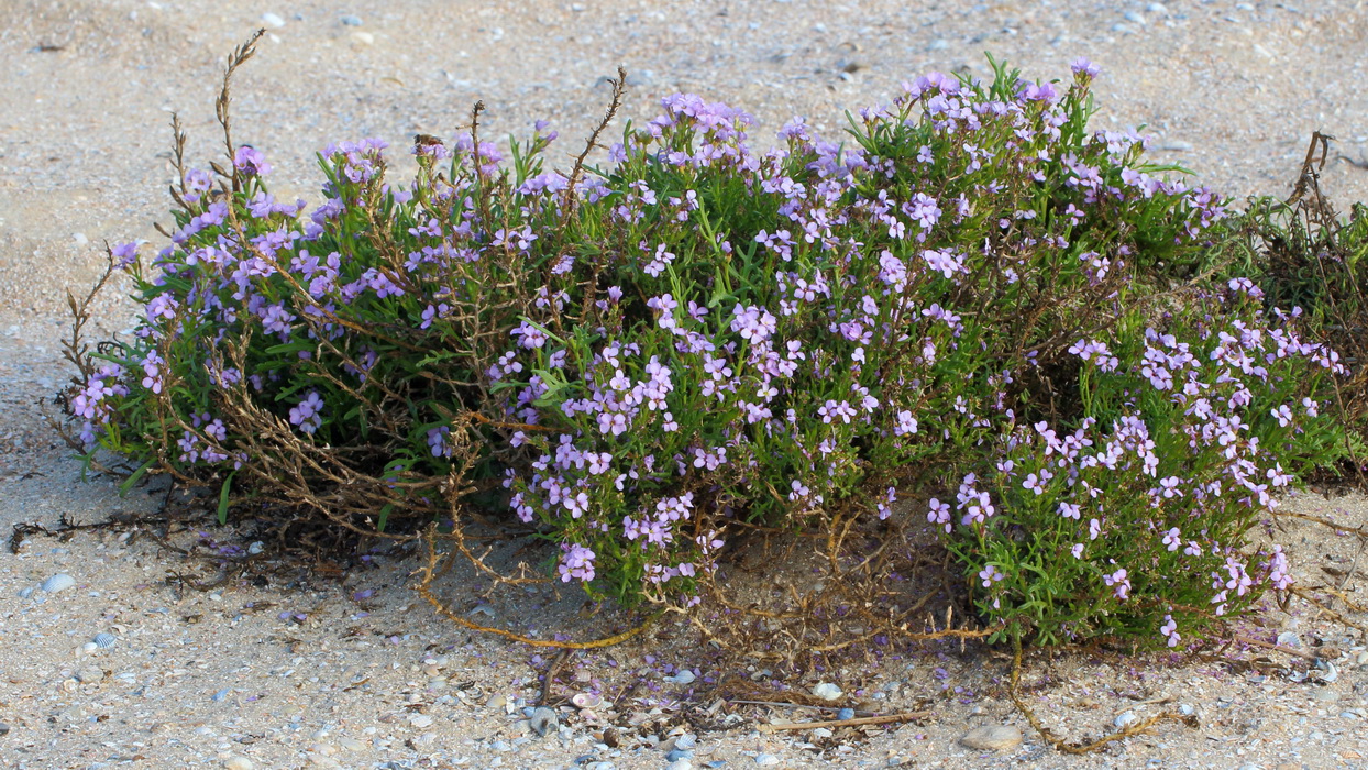 Image of Cakile euxina specimen.