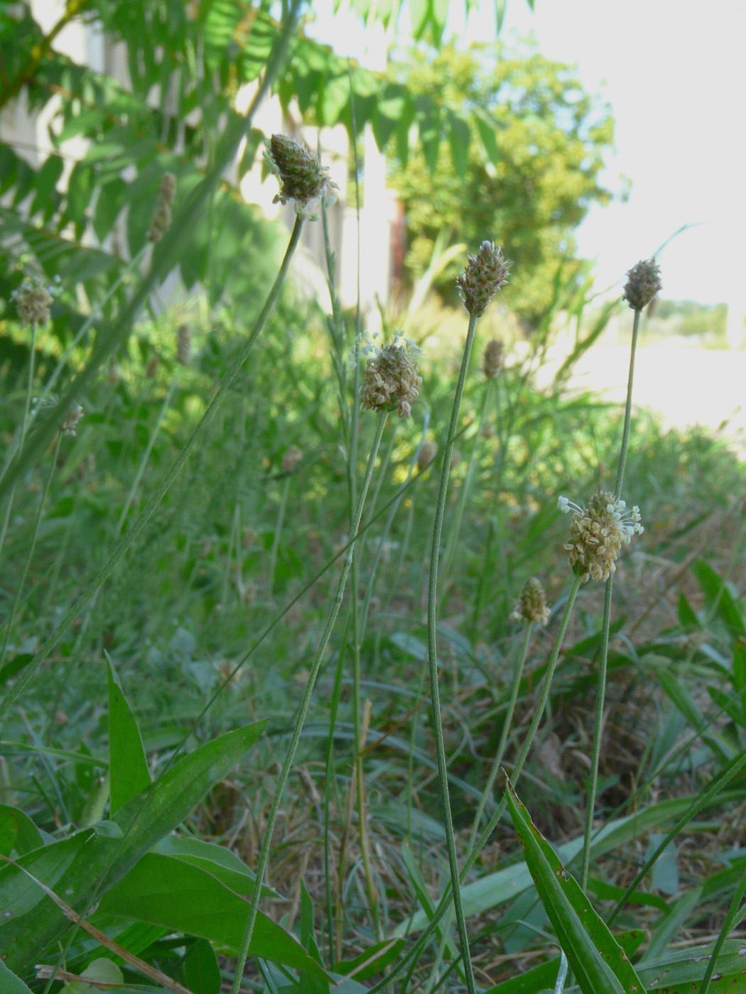 Изображение особи Plantago lanceolata.