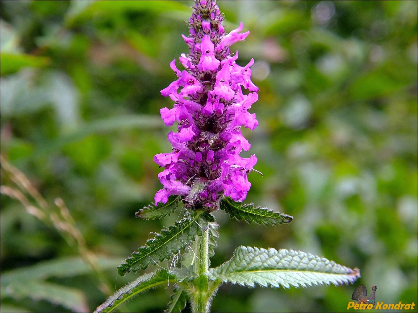 Image of Betonica officinalis specimen.