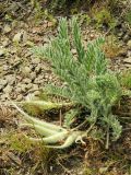 Astragalus xipholobus