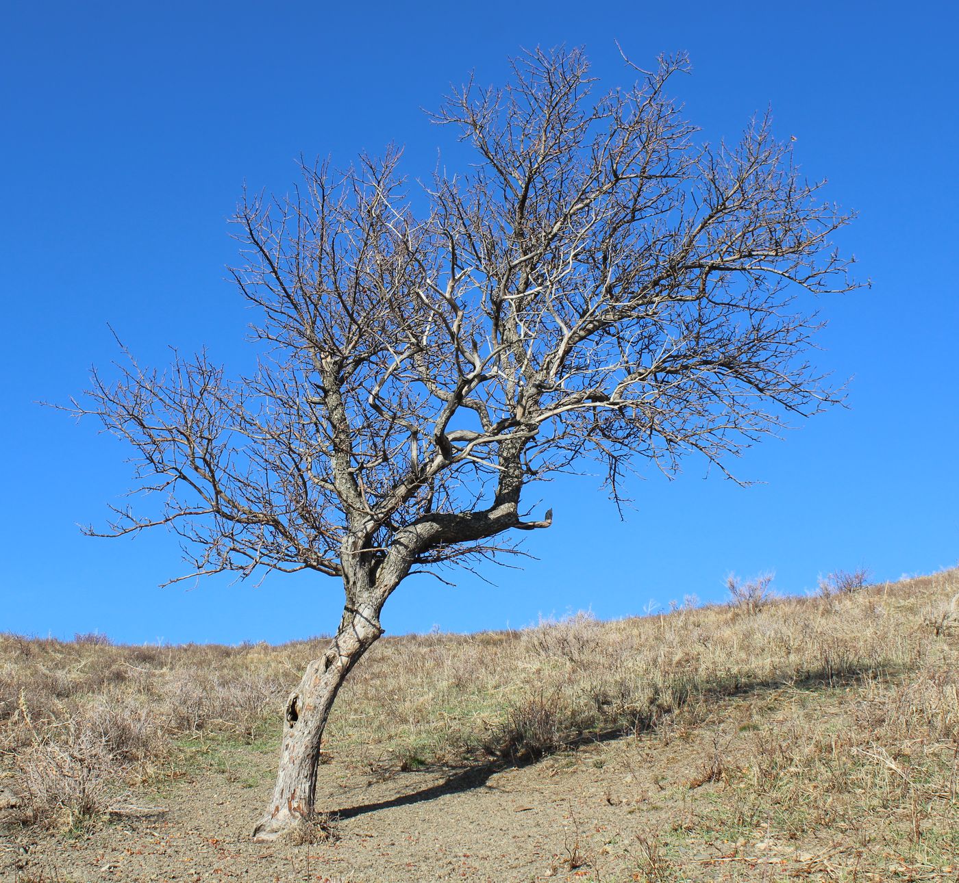 Image of Crataegus pontica specimen.