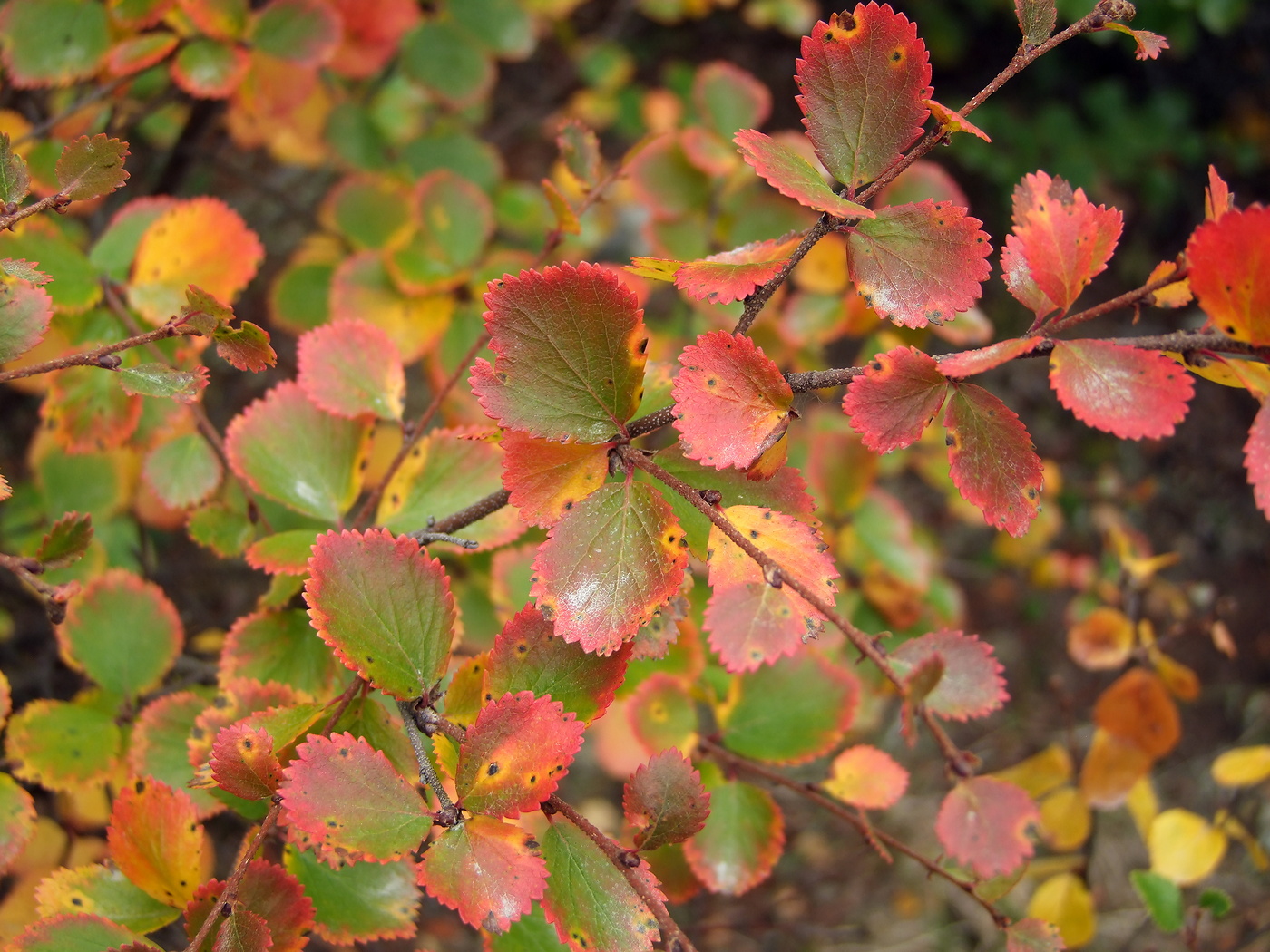 Изображение особи Betula divaricata.