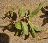 Mentha arvensis