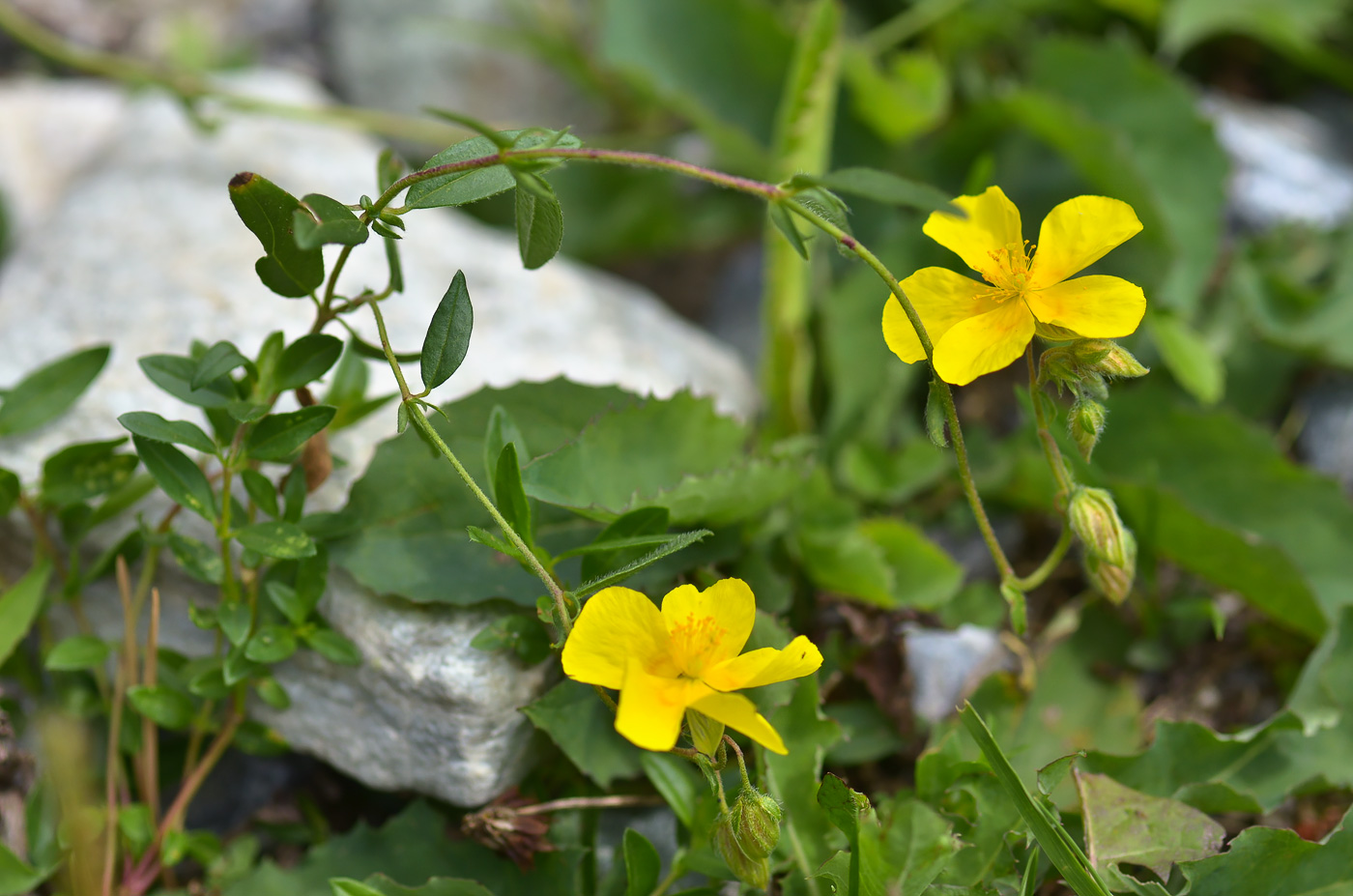 Изображение особи Helianthemum ovatum.