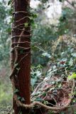 Hedera helix