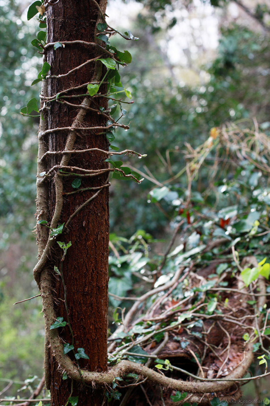Image of Hedera helix specimen.