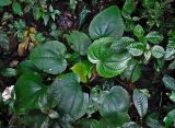 Phyllagathis fengii. Вегетирующее растение. Малайзия, Камеронское нагорье, ≈ 1500 м н.у.м., влажный тропический лес. 03.05.2017.