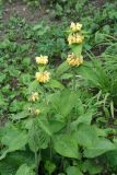 Phlomis russeliana