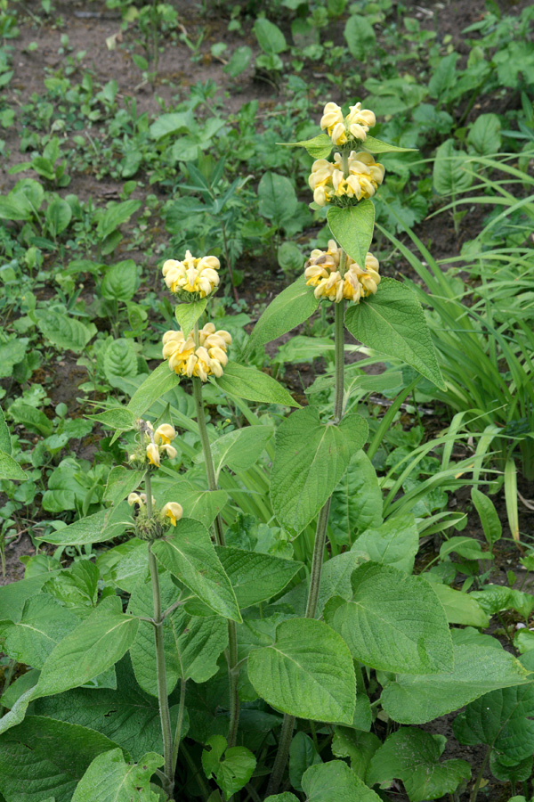 Image of Phlomis russeliana specimen.