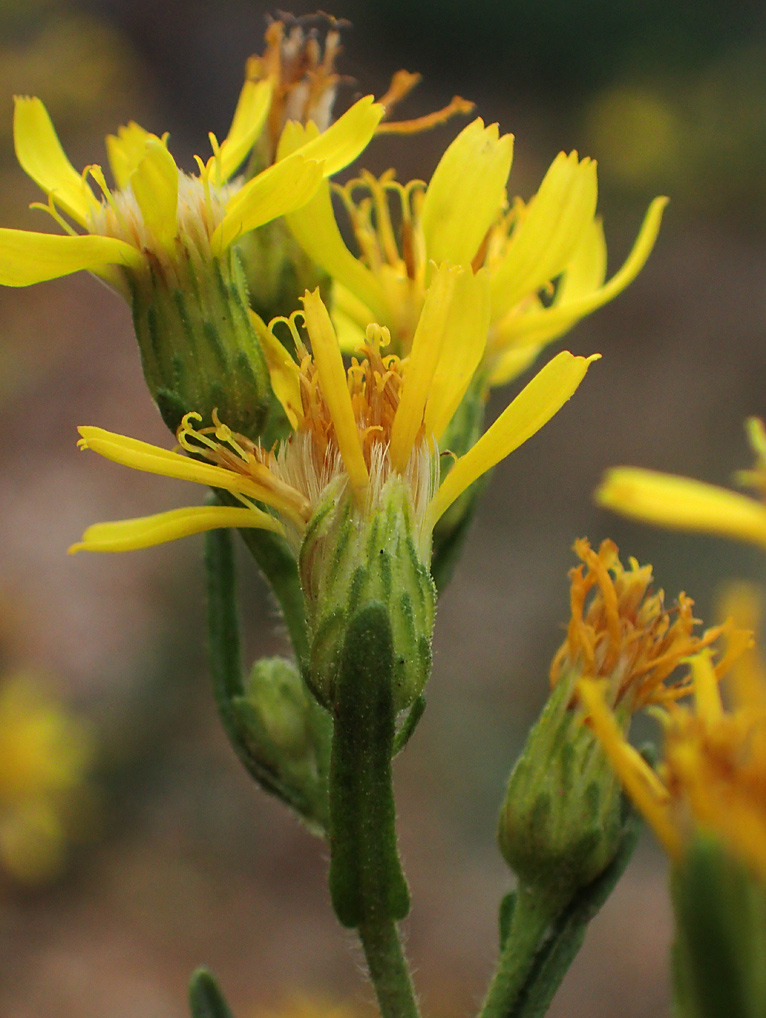 Image of Dittrichia viscosa specimen.