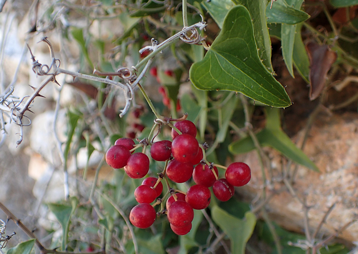 Изображение особи Smilax aspera.