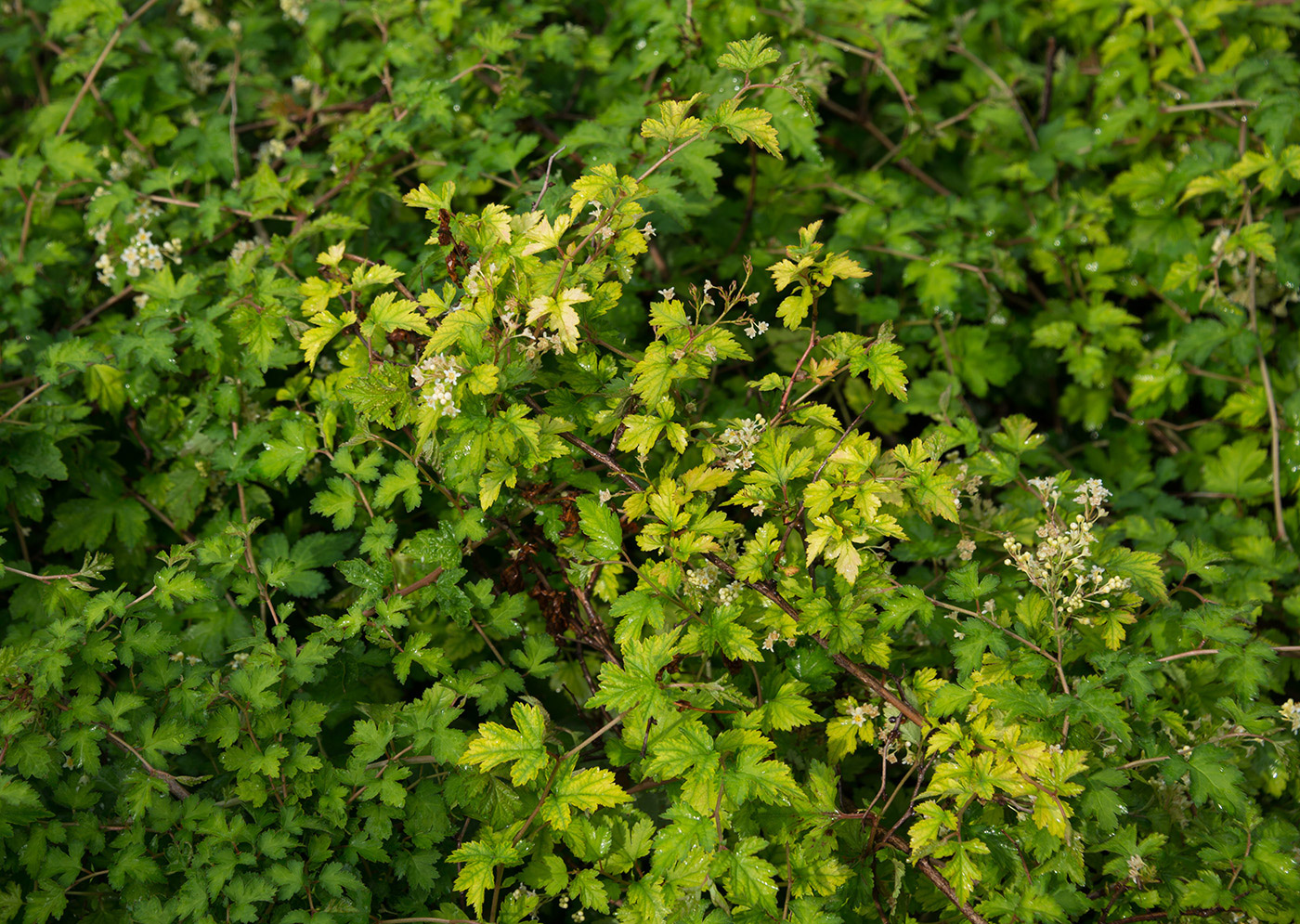 Image of Stephanandra incisa specimen.