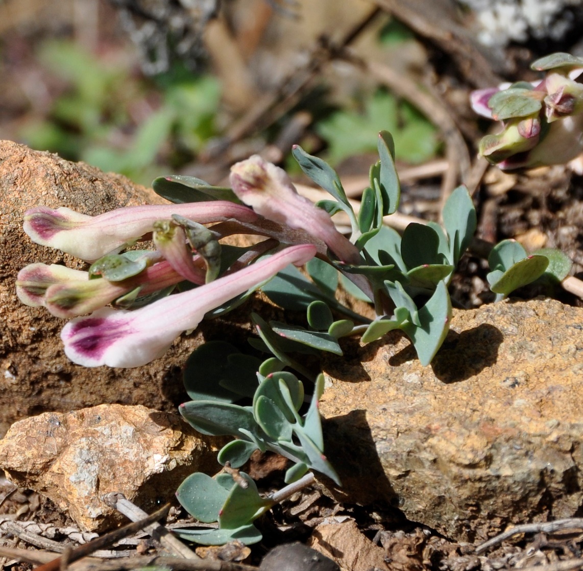 Изображение особи Corydalis rutifolia.