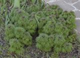 Paeonia tenuifolia