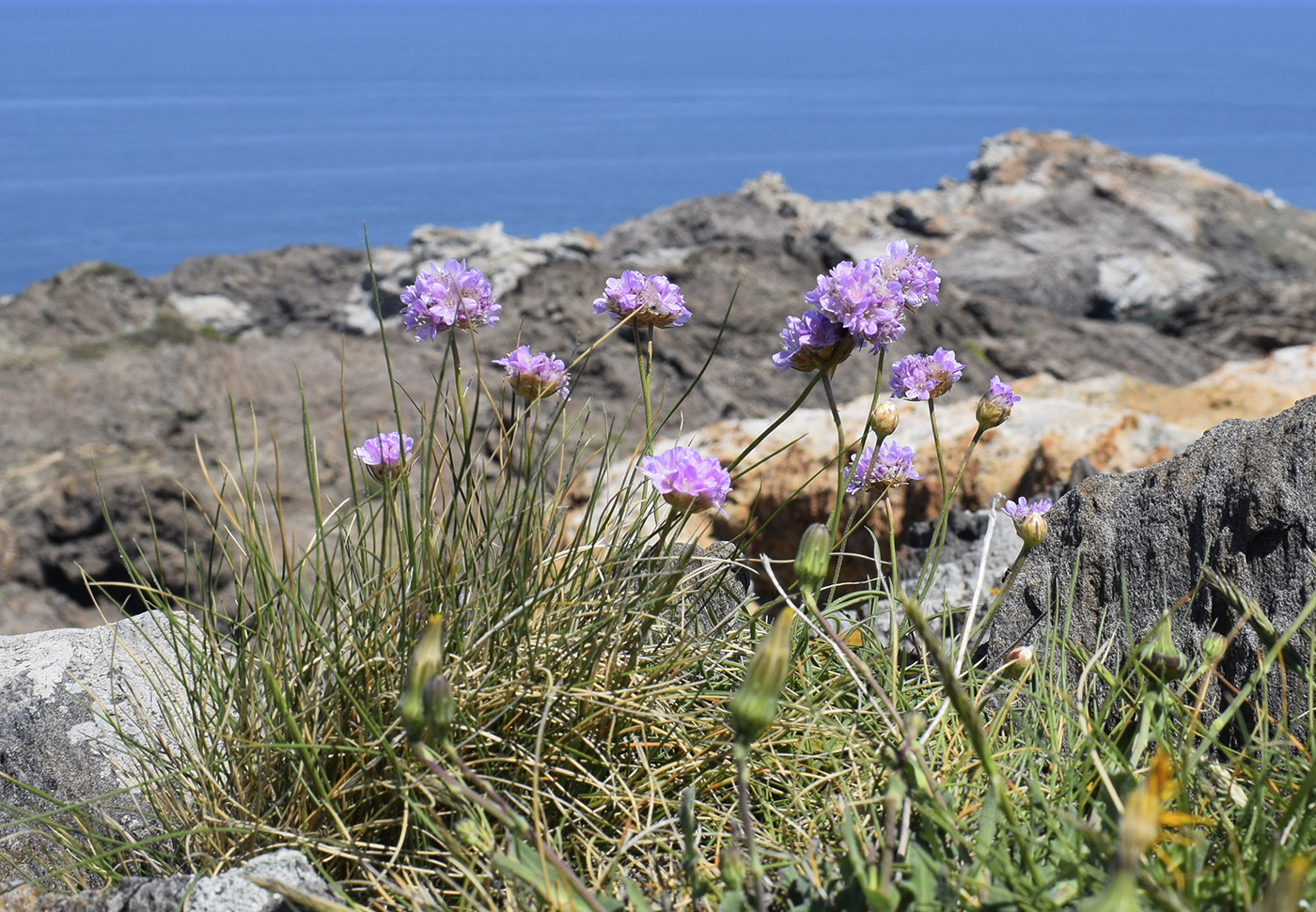 Изображение особи Armeria ruscinonensis.