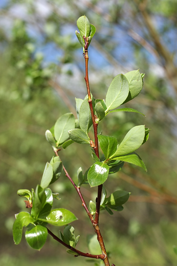 Image of Salix phylicifolia specimen.