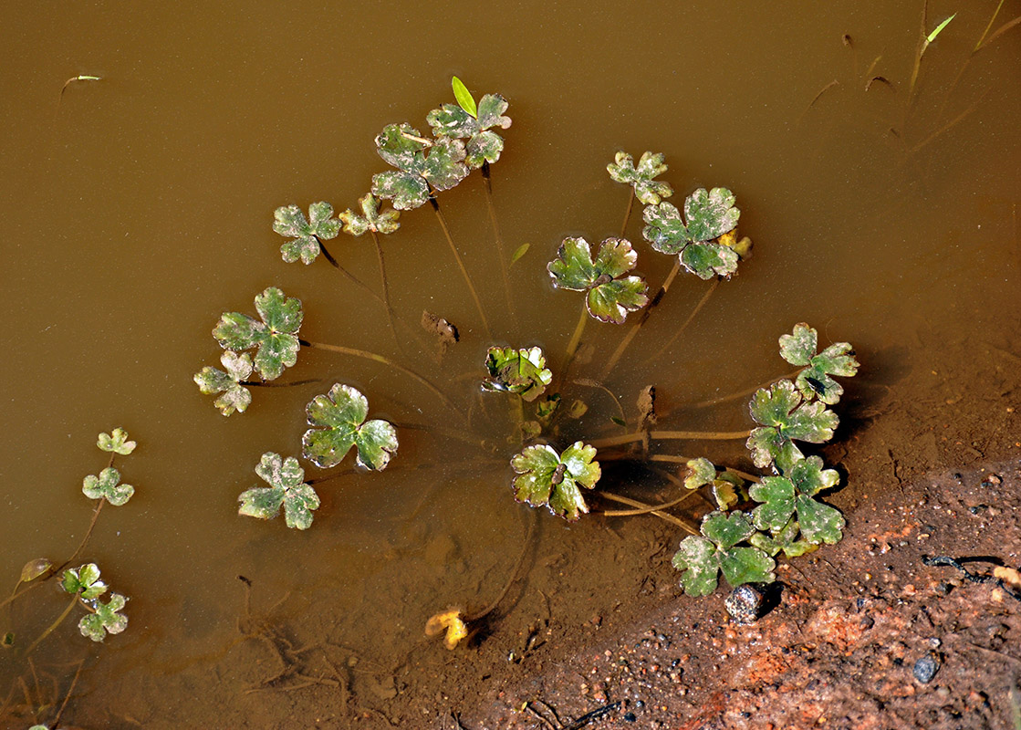 Image of Ranunculus sceleratus specimen.