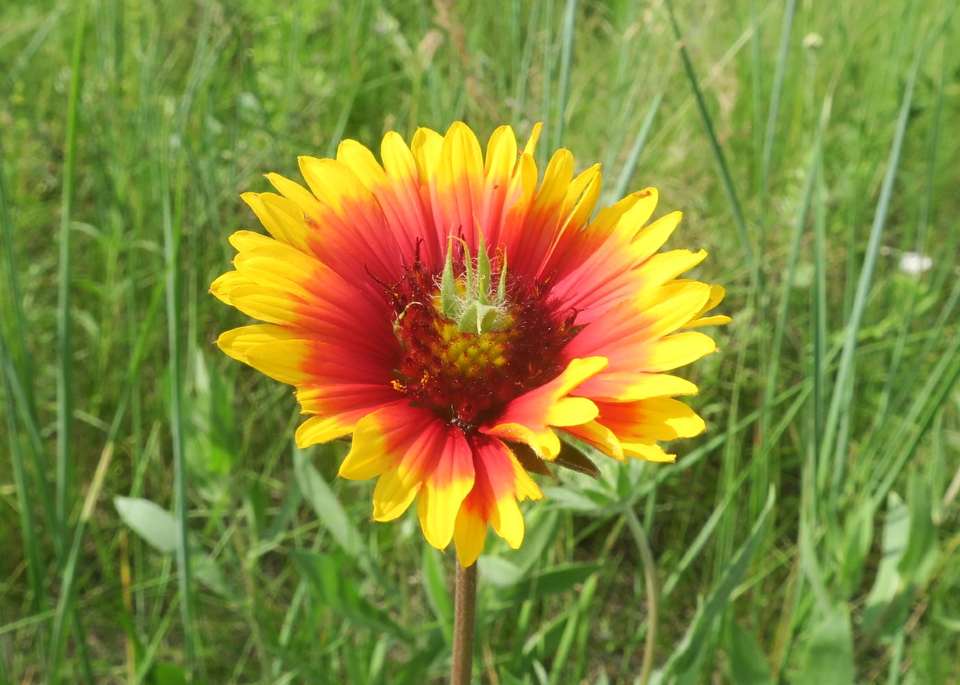 Image of Gaillardia aristata specimen.