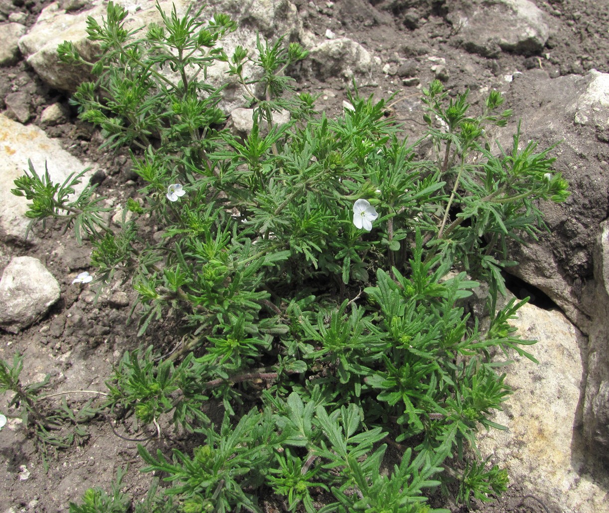 Image of Veronica caucasica specimen.