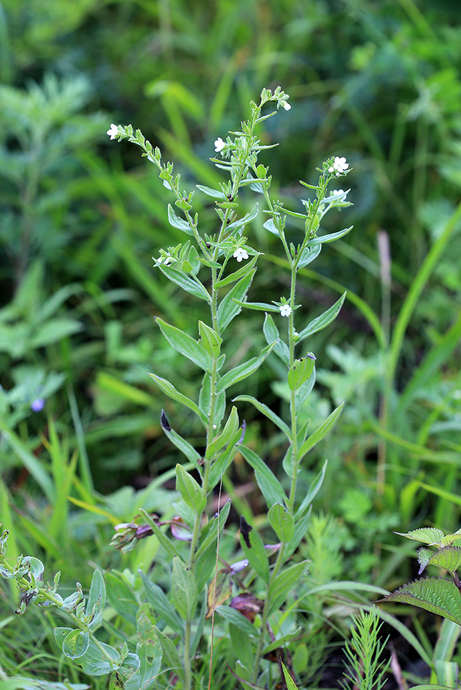 Image of Lithospermum erythrorhizon specimen.