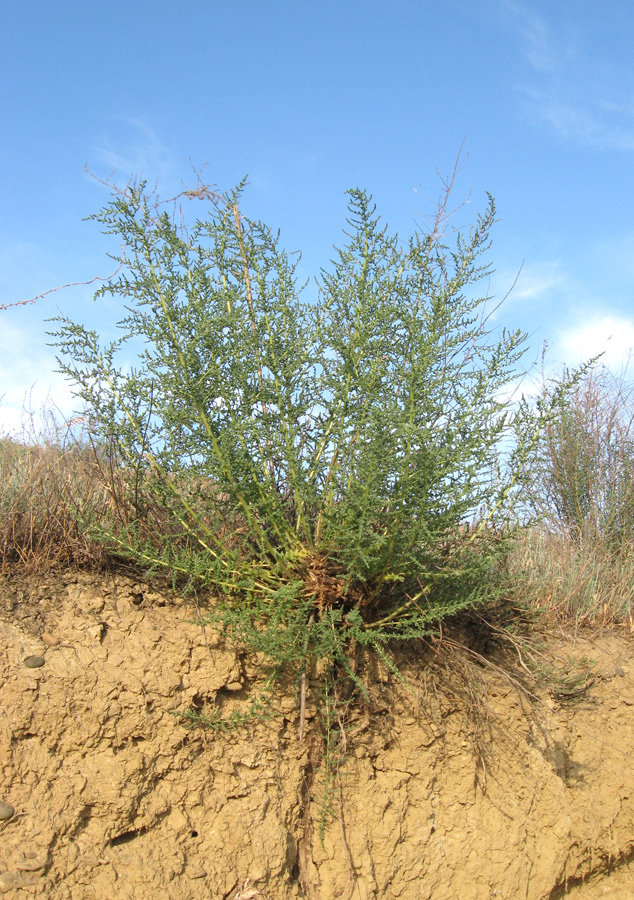 Изображение особи Salsola dendroides.